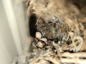 Wren Eggs in a Nest