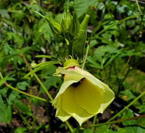 Okra Flower
