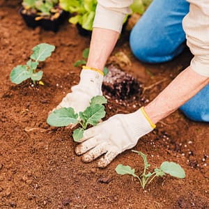 Person Planting Veggies