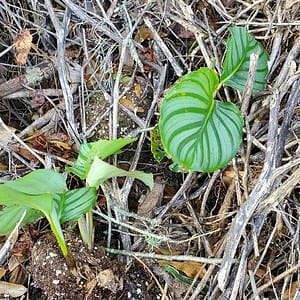 Orbifolia Calathea Plant Hiding in Compost Pile