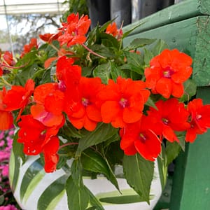 Sunpatiens in a Pot