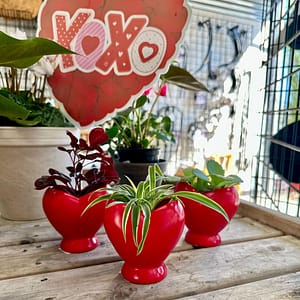 Mini Plants in Heart Pots