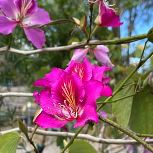 Hong Kong Orchid Blooms, flowering tree