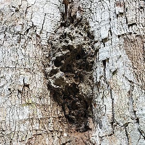 Mayan Stingless Bees' Hive