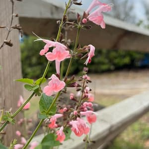 Tropical Sage, Florida native flowering plant
