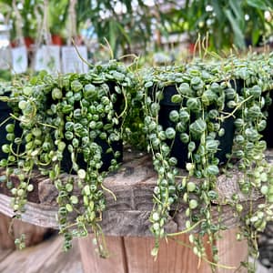 Strings of Turtles Plants