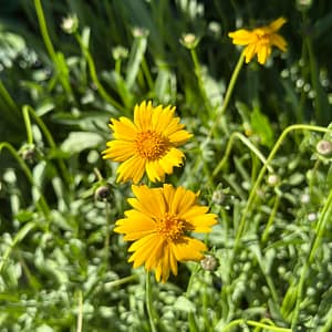 Lance Leaf Tickseed Plant, Florida native flowering plant