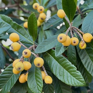 Loquat Fruit Hanging on Tree