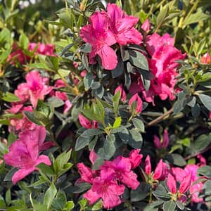 Southern Charm Azaleas, flowering shrub
