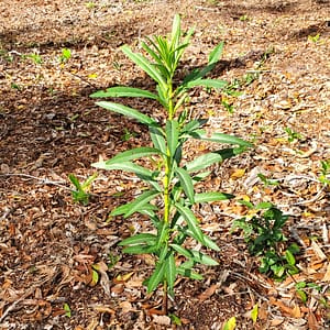 Milkweed Plant