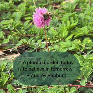 Sunshine Mimosa Flower with Bee and Audrey Hepburn Quote