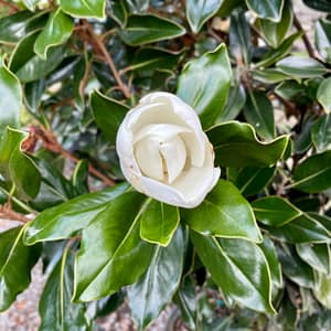 Little Gem Magnolia Bloom on Tree, Florida native flowering tree