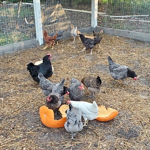 Chickens in a Coop Eating Pumpkin