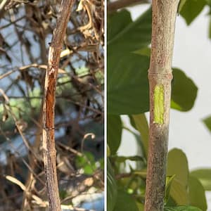 Two Branches Side By Side with Scratches to Reveal Brown Under the Bark on One and Green Under the Bark on the Other
