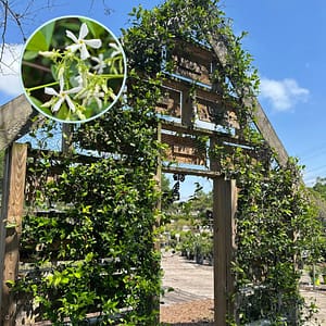 Star Jasmine Vine on Kerby's Wall with White Blooms, Inset (flowering vine)