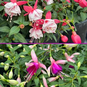 Two Varieties of Fuchsia Plants with Pink and Purple Flowers, Respectively