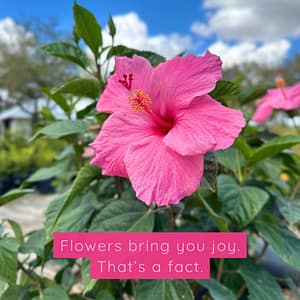Pink Hibiscus Bloom on Plant, flowering shrub