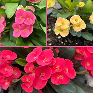 Crown of Thorns Plants in Pink, Yellow and Red, flowering plants