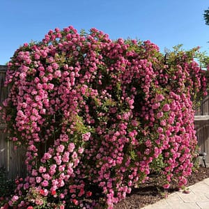 Peggy Martin Climbing Rose on a Fence