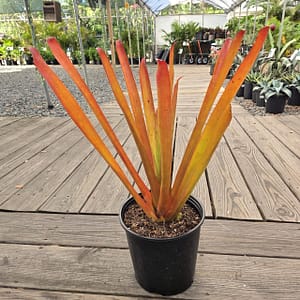 Aechmea Red Candles Bromeliad