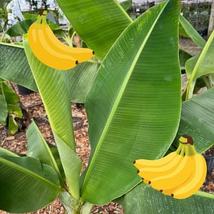 Banana Tree Leaves with Graphics of Yellows Bananas