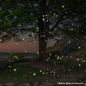 Fireflies Flying Around Big Tree
