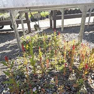 Flowers Growing Under a Table in Gravel