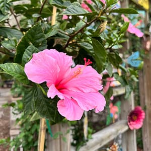Seminole Pink Hibiscus, flowering shrub/tree