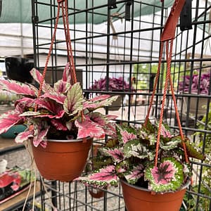 Rex Begonias in Hanging Baskets, colorful houseplants