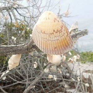 Shells Hanging on Mangrove Branches