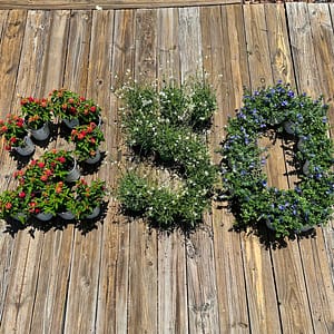 Red, White, and Blue Flowers Spelling out 250