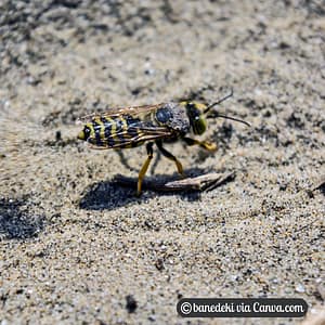 Digger Wasp on Sand