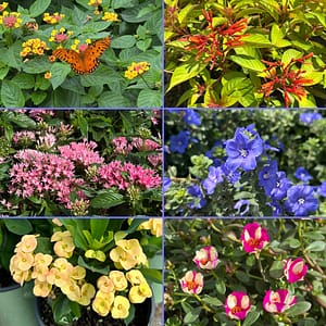 Grid of 6 Pictures: Bloomify Lantana, Lime Sizzler Firebush, Beebright Penta, Blue My Mind, Crown of Thorns, Colorblast Purslane; all flowering plants