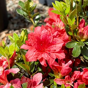 Fashion Azalea Blooms, flowering shrub