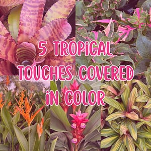 Grid of 5 Tropical Plant Photos