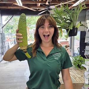 Kerby's Staff Member Holding Monstera Deliciosa Fruit