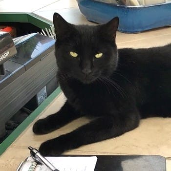Willow the Cat Laying on a Desk