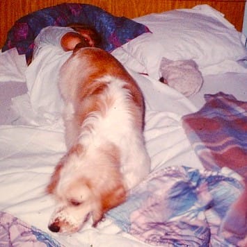 Cocker Spaniel Waking Up Teenager (Joey)