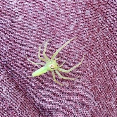 Green Spider (arachnid)