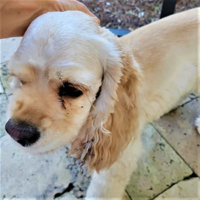 The Lizard Hangs on to Pearl the Dog's Ear