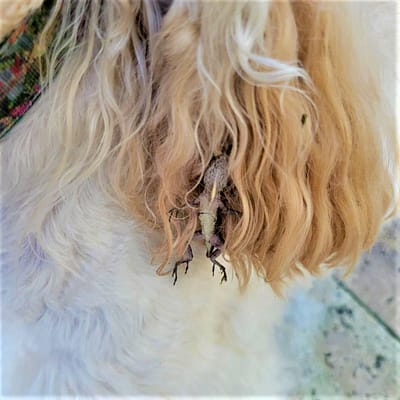 The Lizard Hangs on to Pearl the Dog's Ear