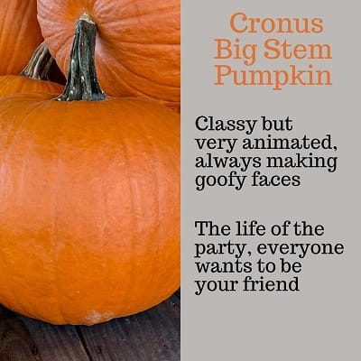 Cronus Big Stem Pumpkin Personality