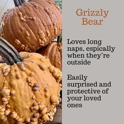 Grizzly Bear Pumpkin Personality
