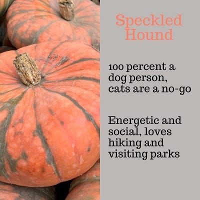 Speckled Hound Pumpkin Personality