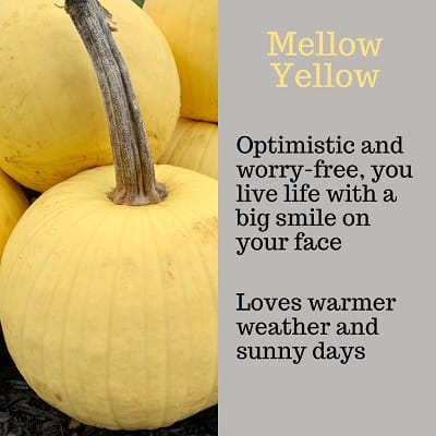 Mellow Yellow Pumpkin Personality