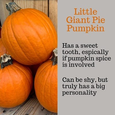 Little Giant Pie Pumpkin Personality