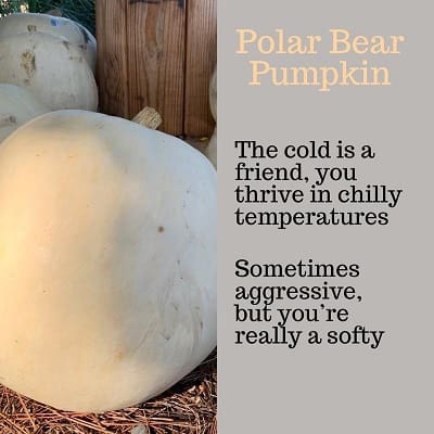 Polar Bear Pumpkin Personality