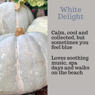 White Delight Pumpkin Personality