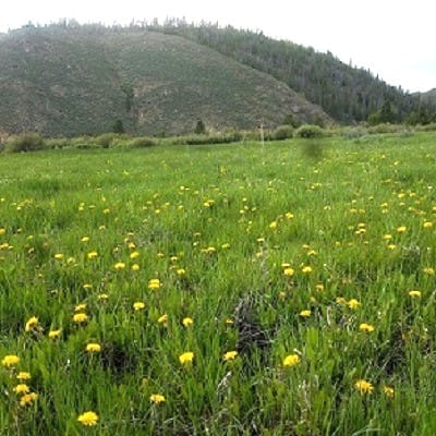 Dandelions in a Colorado Valley