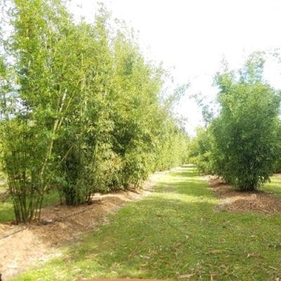A Bamboo Farm